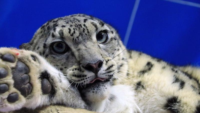 反转！被雪豹咬伤女游客否认主动拍照，目击者还原真相：深雪没跑赢3秒突袭家人