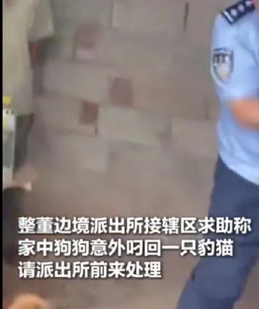 近日，云南普洱。饥肠辘辘的豹猫妈妈把幼崽留在窝里，准备到野外觅食。幼崽舍不得妈妈