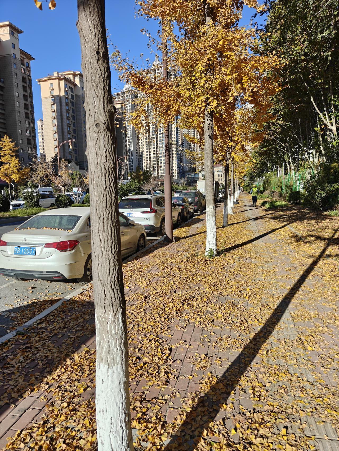 11月份的大连有惊喜，早上，沿着铺满金黄色的，银杏落叶的街道前行，走着走着，街道