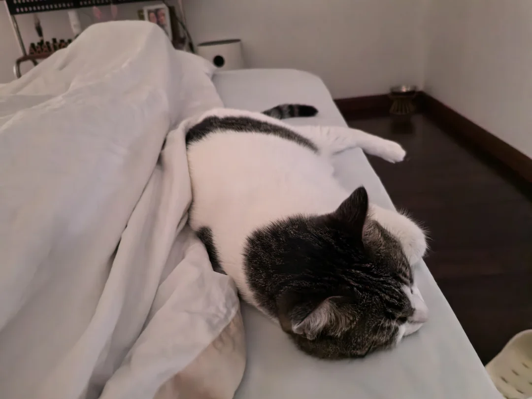刚醒，谁懂两个字的杀伤力🐱