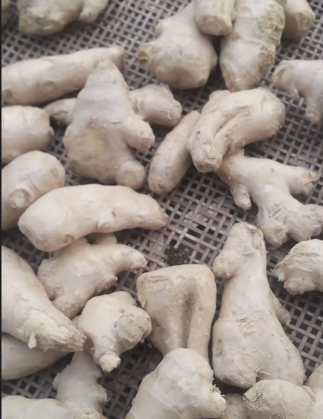 今天收到拼多多买的五斤生姜,和图片完全不一样。本地姜都是沾泥土带姜芽的,这货发来
