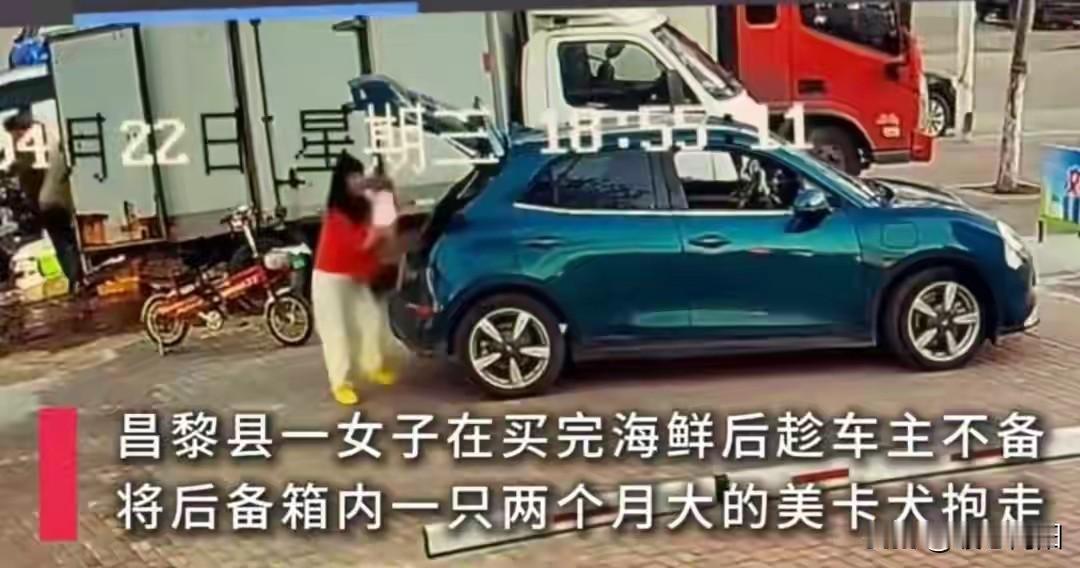 女子买海鲜不付款，还顺手偷抱走店主12800元的小狗，被报警后还拉黑民警！4