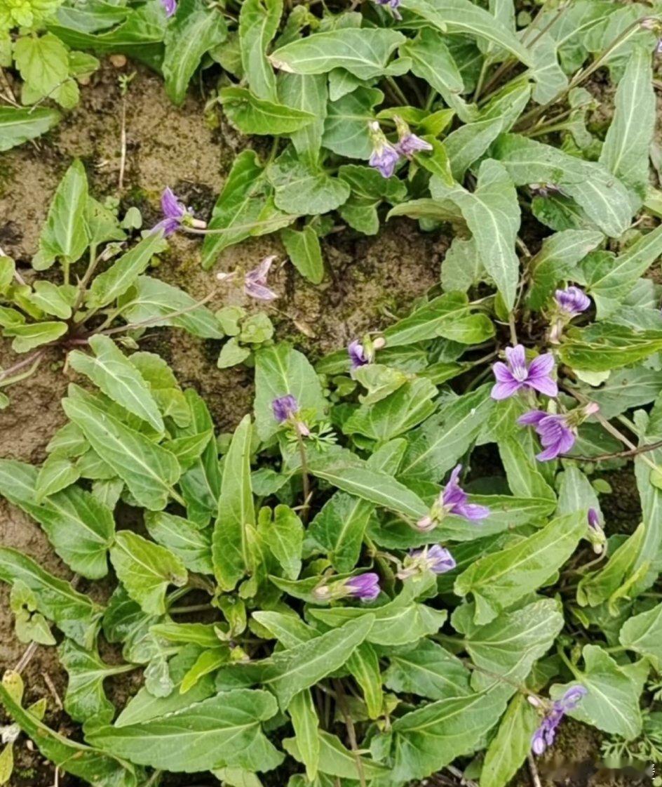紫花地丁：平凡中的药用瑰宝紫花地丁，又名犁头草、地丁草等，名字质朴却别具特色。