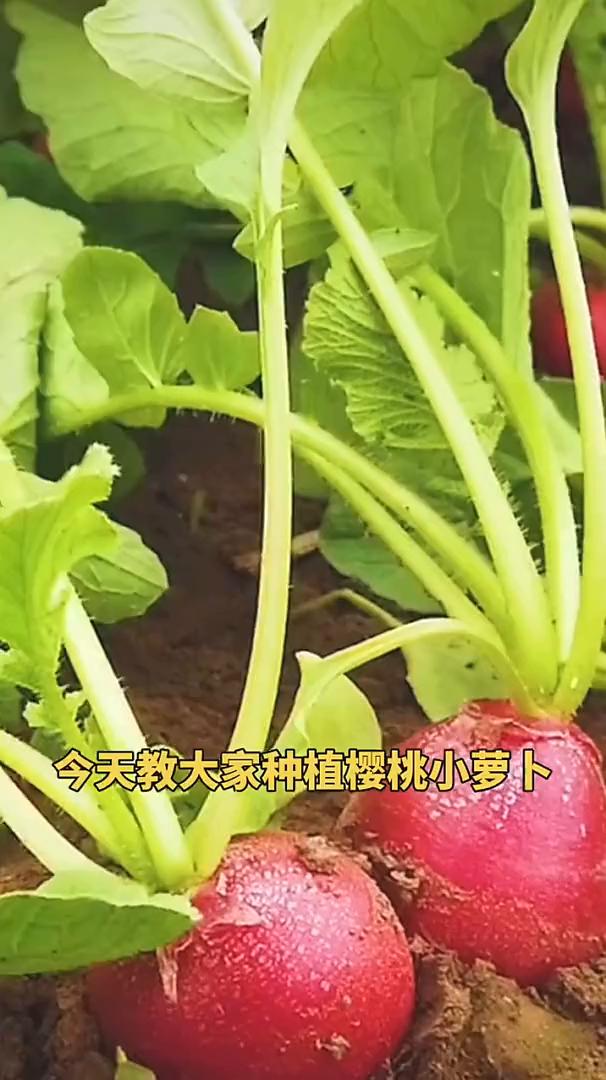 今天教大家种植樱桃小萝卜。·首先准备好樱桃萝卜种子，用40度左右的温水浸泡两个