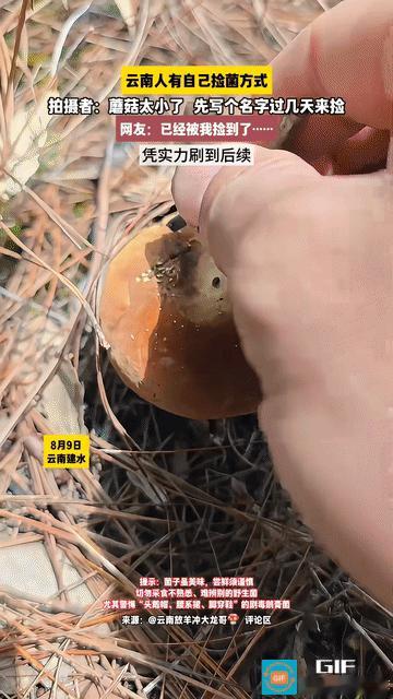 “笑不活了！”云南建水，男子捡菌子时，发现一颗菌子还有点小摘了怪可惜的，又担心别