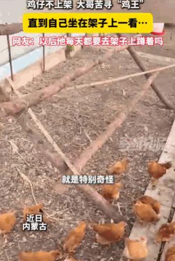"鸡中霸王！"6月1日最威海是环翠报道，内蒙古，一位大哥家养了一群鸡，天黑之后死