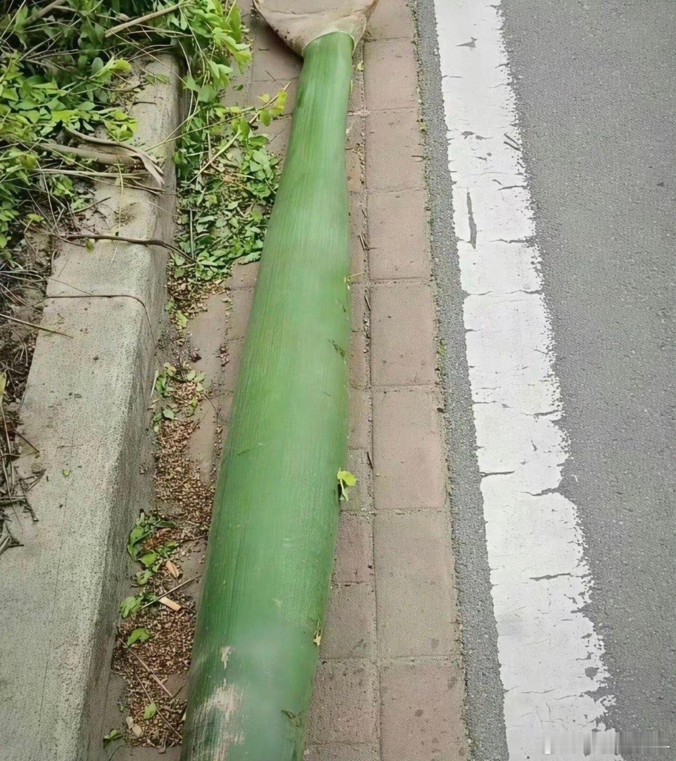 这是哪里的树叶？一片树叶估计能把人砸得不轻