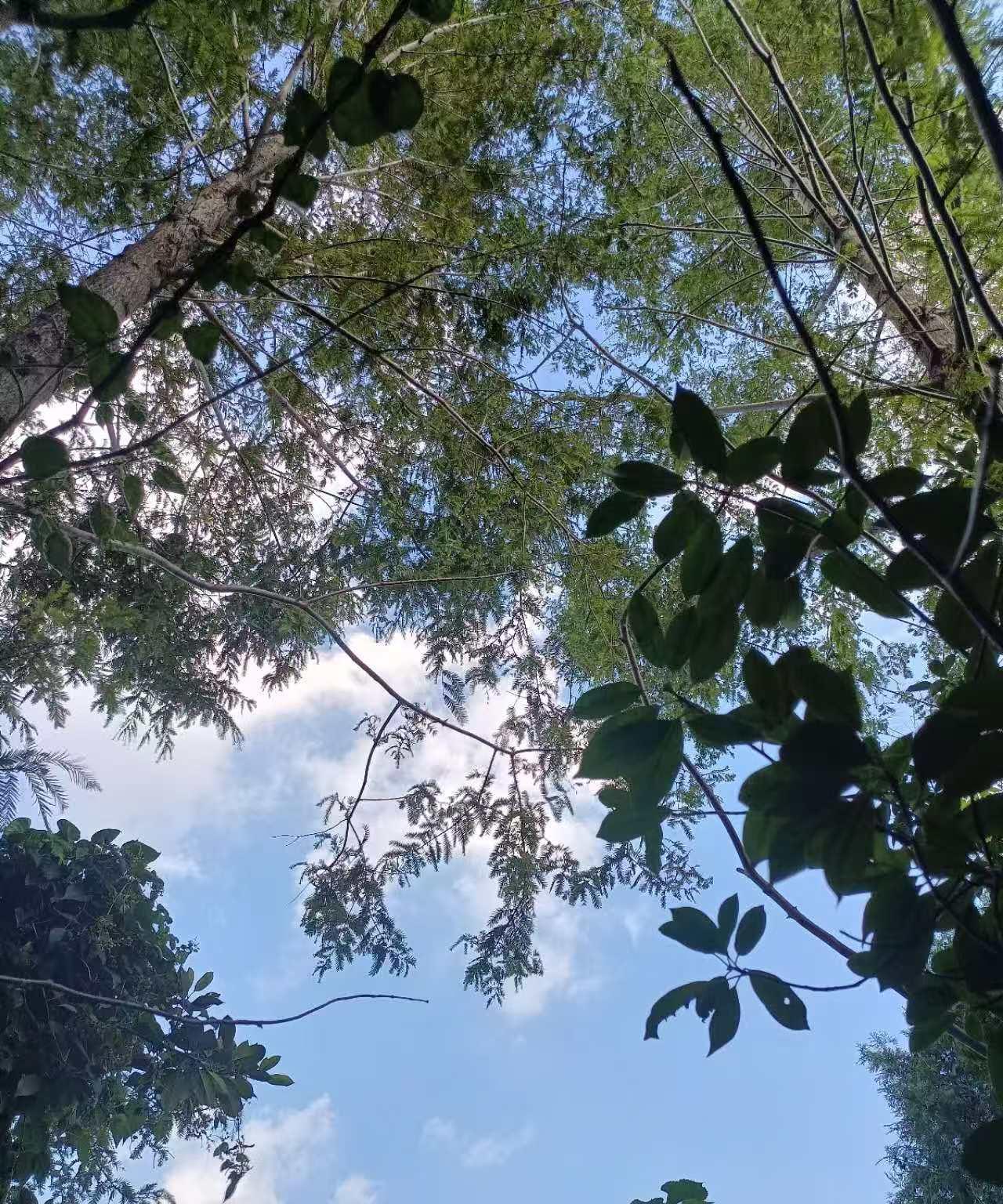 叛逆期儿子沉迷手机游戏，厌学躺平！到目前为止，从头到尾，已经经历四年多了。这期间