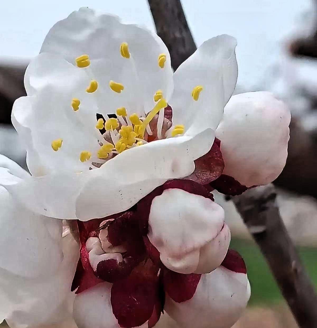 河南商丘，一位78岁老母亲去世，出殡当天，十多年没走动的舅舅，带着几十号人突然赶