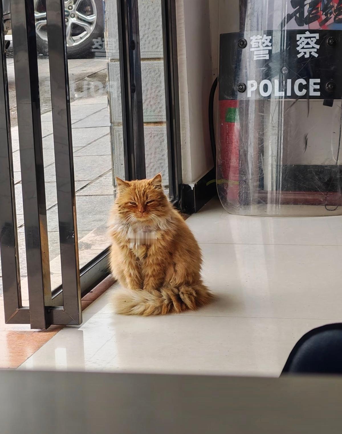 所里的猫