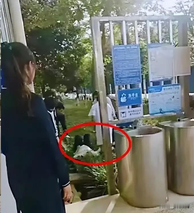 老实老师被逼到跳楼，学生含泪说出被霸凌真相！云南的张老师，平时性格温和，对学生