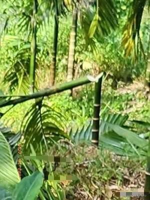 海南海胶集团砍农户槟榔树这事儿，真是让人糟心！上千棵快挂果的树说没就没，农户拉着