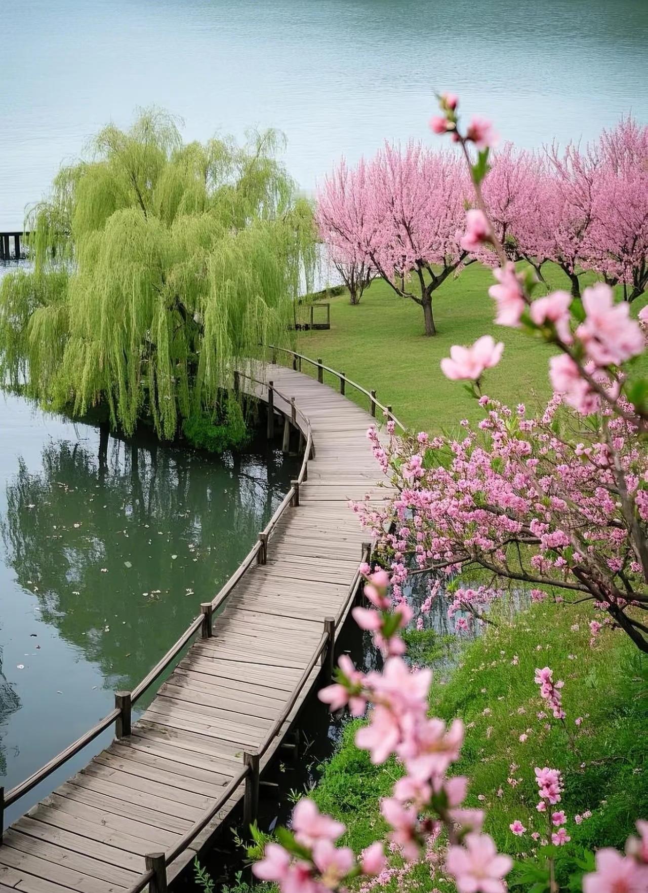 晒图笔记大赛青山脚下粉桃盛放，花间大路蜿蜒向下，景致悠然清新。