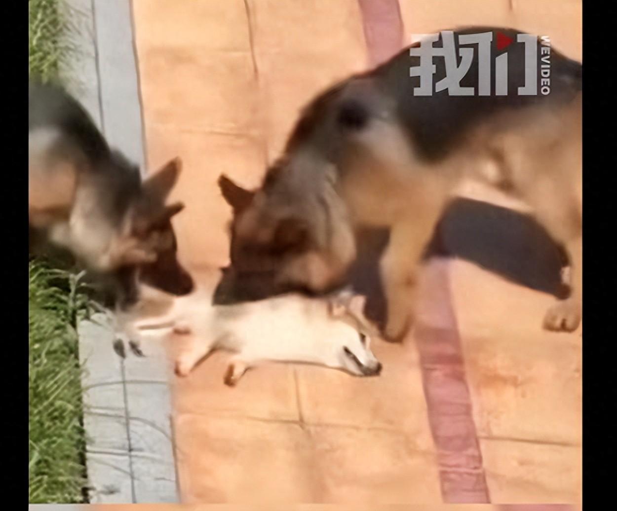 贵阳小区两条无绳德牧当场咬死柴犬，主人报警求助！7月14号贵阳某小区，住户孟