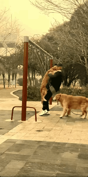 看着他摔下去的样子，我真的一点都不同情。养着两条大型金毛就算了，还非要抱着