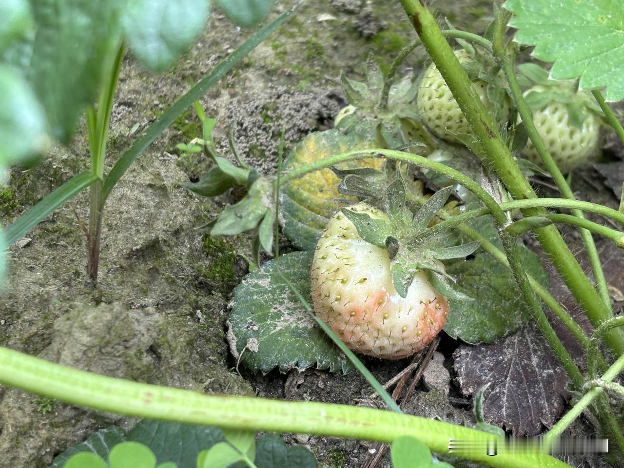 今天周日，休息，不码字。大晴天。乡邻们都在忙碌。种下去的花生已经出苗了，