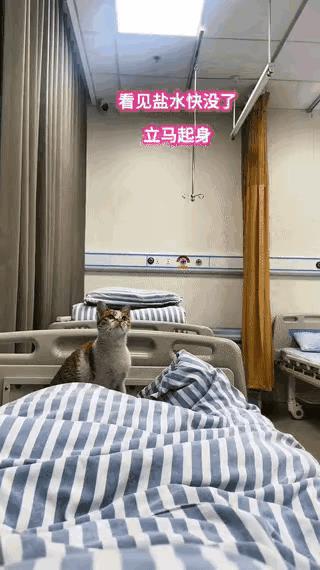 我收养的一只流浪猫，从瘦骨嶙峋被我养的膘肥体壮，它每天粘着我，一天不见就喵喵叫。