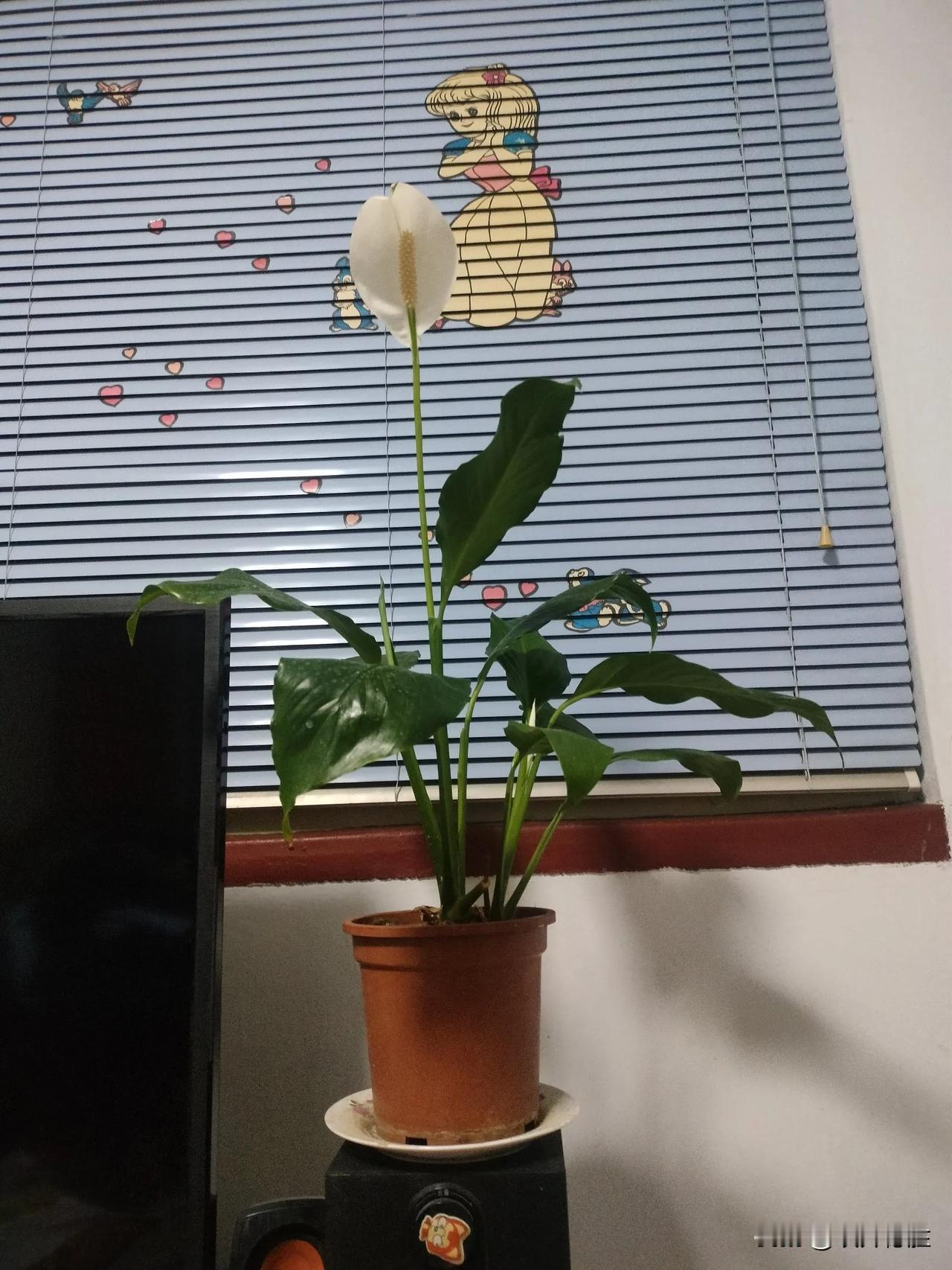 看看我家小花园，白掌开花了，真的是一帆风顺！蝴蝶兰5月份也开始开花了，是不是开的