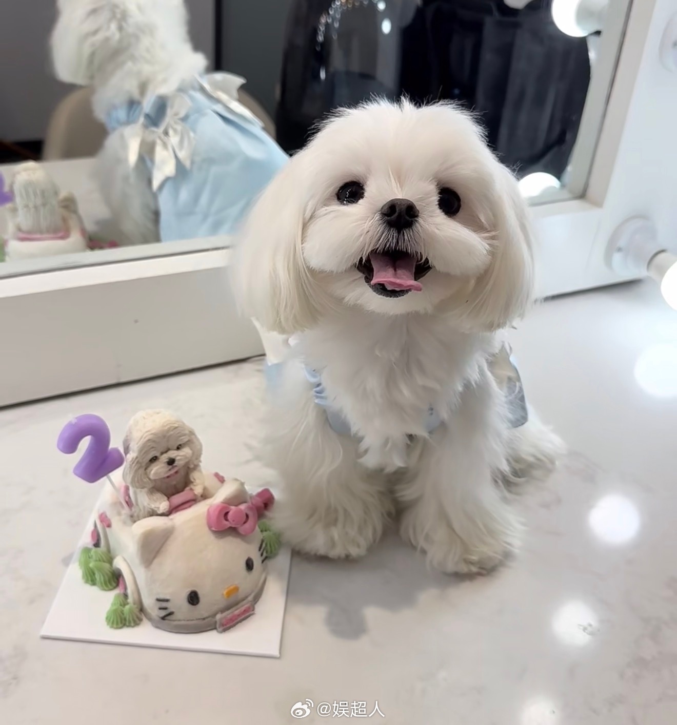 李一桐的狗狗会直播了新人主播李肉肉来咯！李一桐的狗狗居然会直播了，直接被萌化了