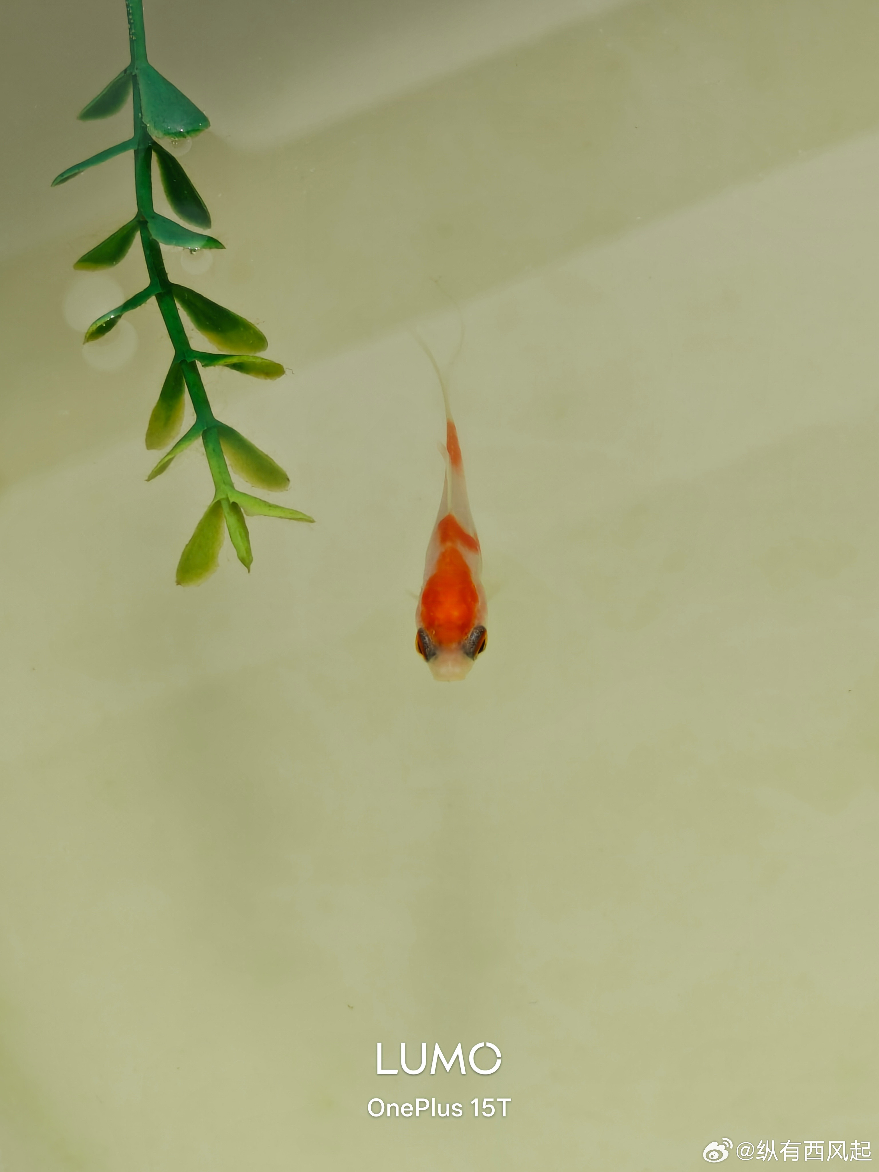 这小锦鲤太能拉了，家里小鱼缸的生态系统扛不住，找个环境优美的小公园放生吧