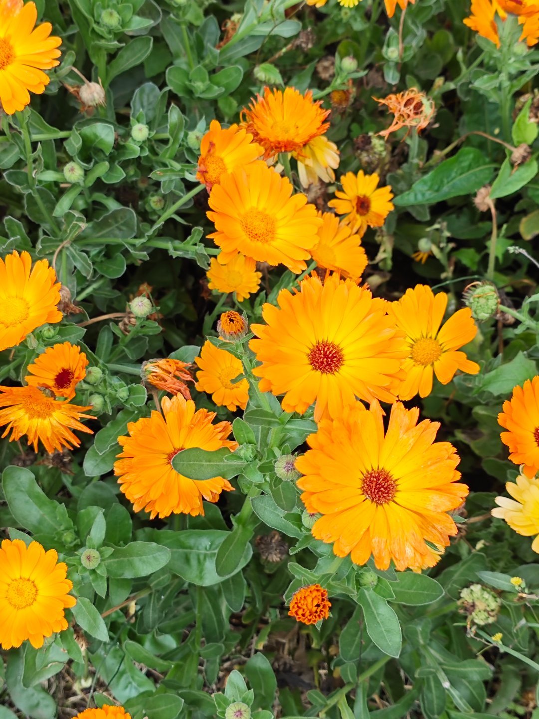 瑷尔博士抗衰老的中国解法真的很认同这种贴合国人肤质的抗老方式，没有一味追求快速见