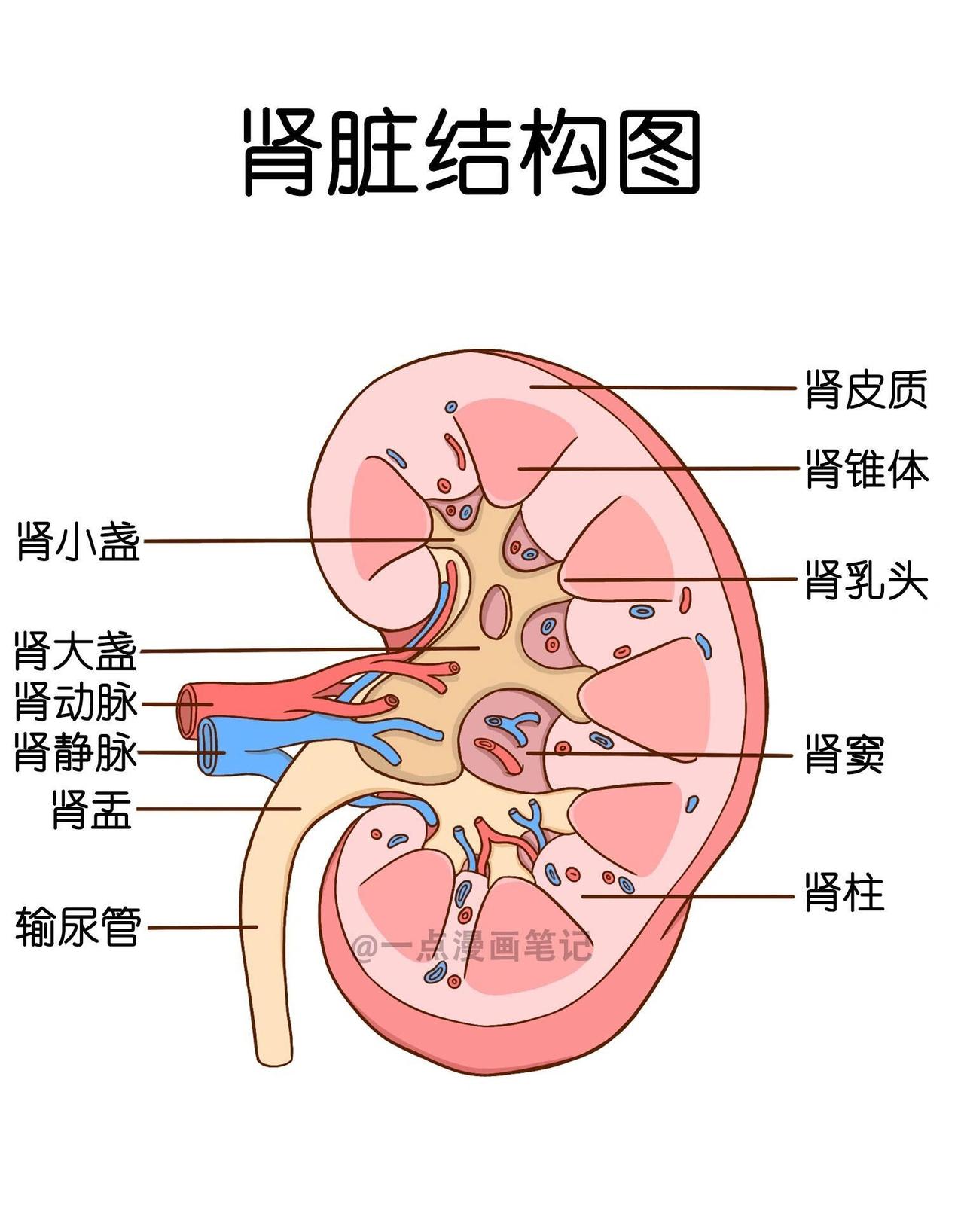 肾友们，该怎么做呢？肾病漏蛋白尿患者尴尬了，当肾病出现蛋白尿时，肾小球滤过屏