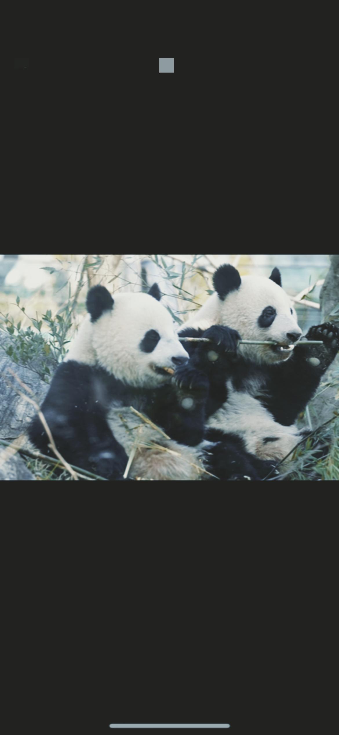 中日关系的裂痕，连大熊猫都难弥合！但日本民众对熊猫的爱，真的纯粹到让人动容。