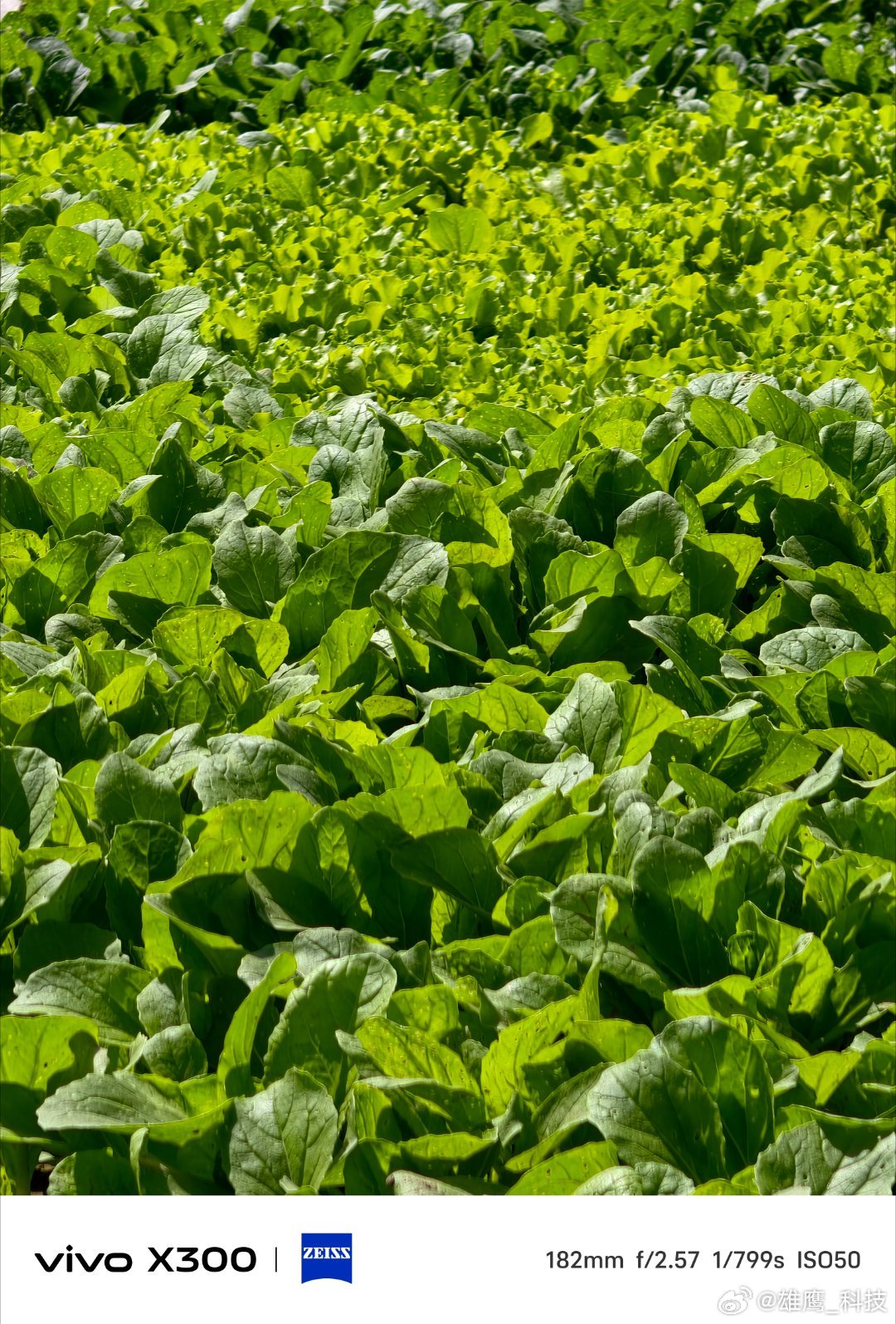 vivo看看我们的小菜园，满满的绿色生机，而且吃菜的时候非常的方便。记录真实生