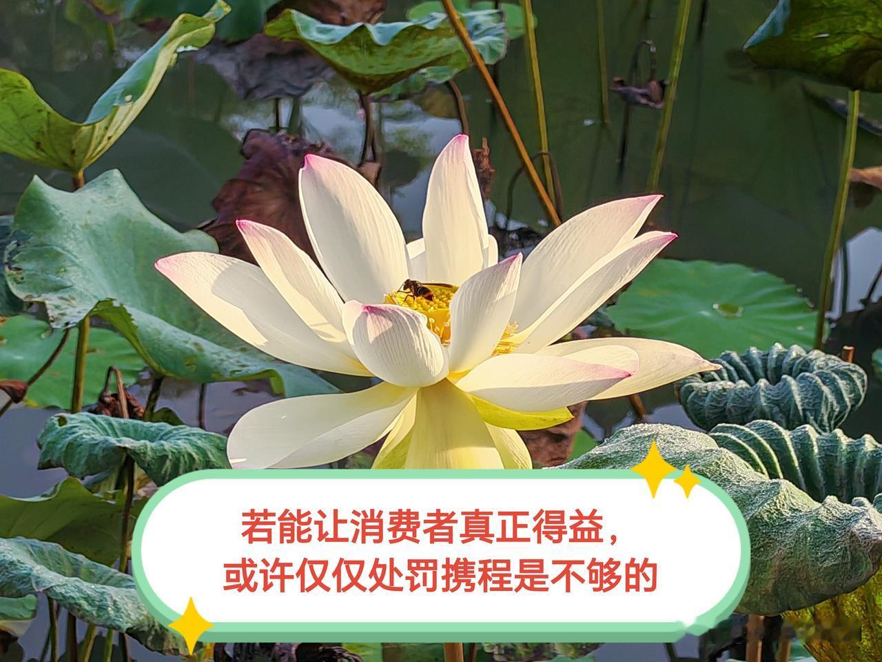 作为一名资深的携程用户，我直言：携程因垄断被罚款51.79亿元，这一事件的受益者