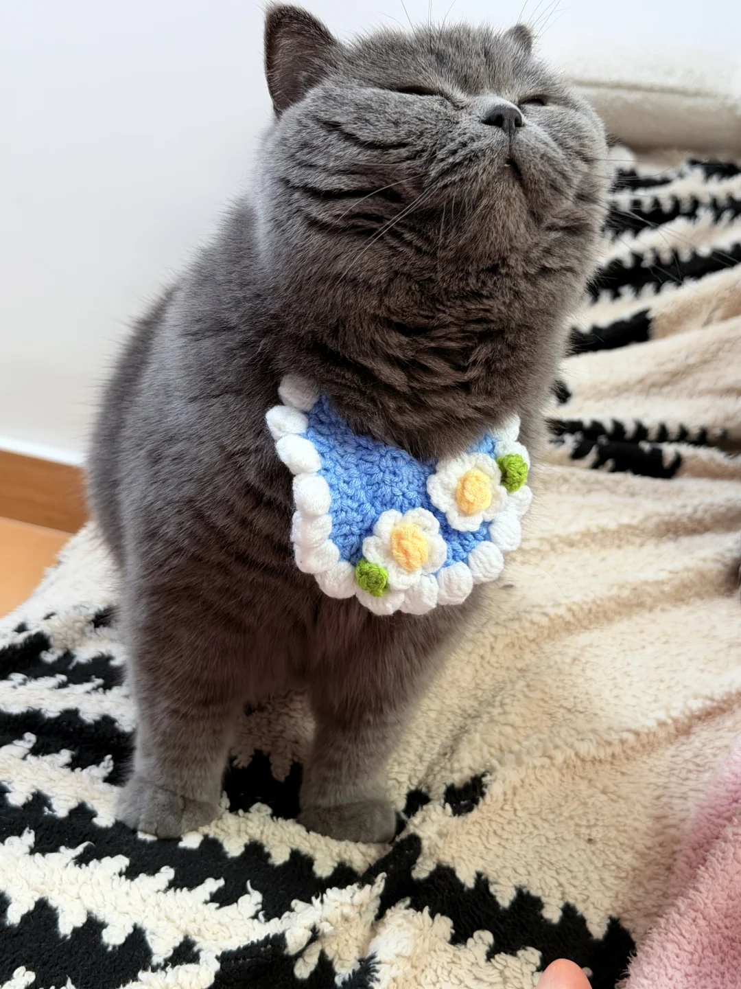 没见过这么馋的小猫咪😂