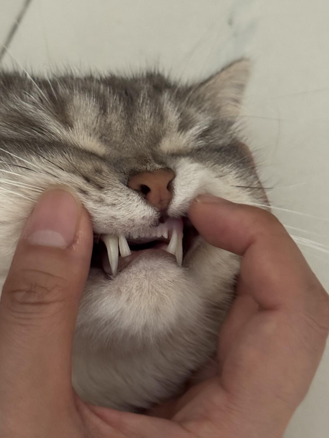 看看小咪牙牙