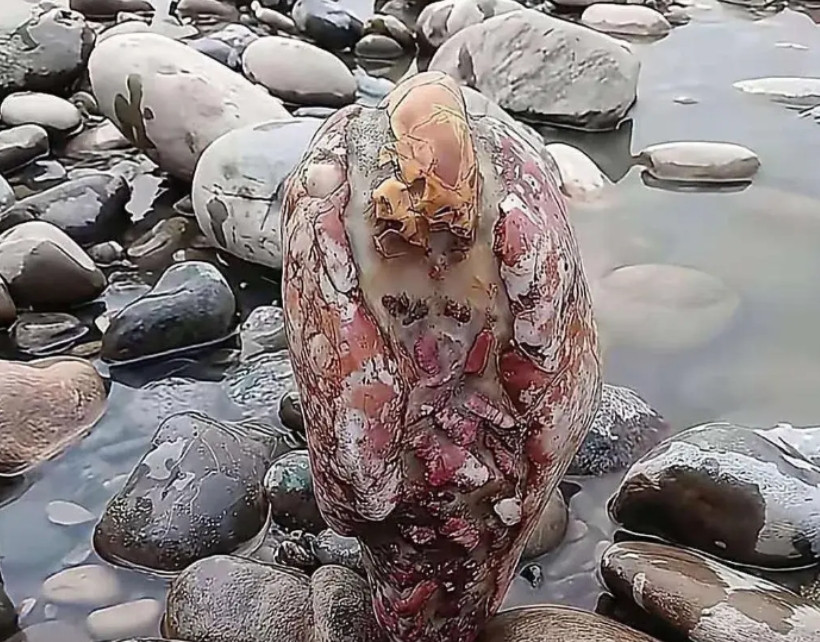 摔死我了靠，钓个鱼看到这一幕魂都吓掉了。啥玩意儿啊这个。有没有认识的？能不能卖？