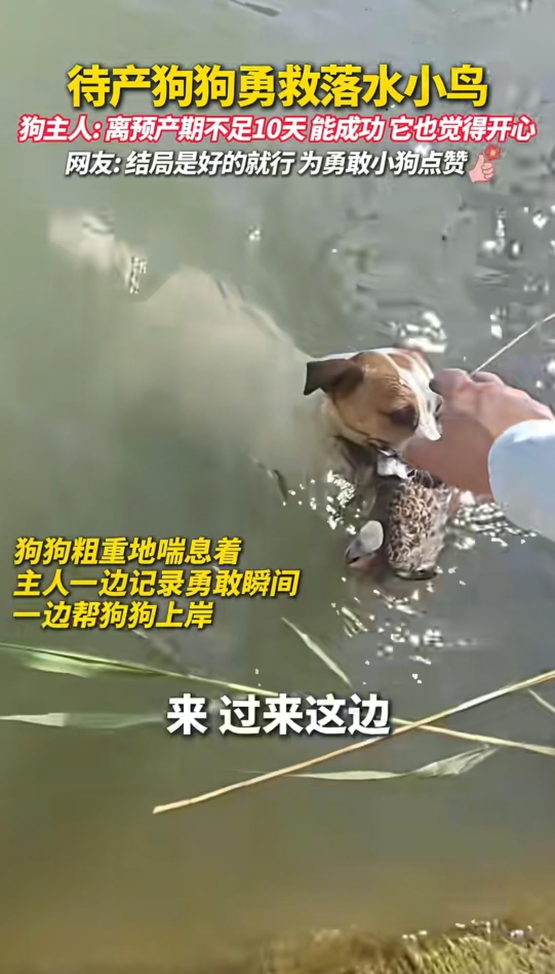 万物皆有灵！河南一男子带着自家狗狗出门散步，狗狗离生产不到十天，肚子沉甸甸的走路