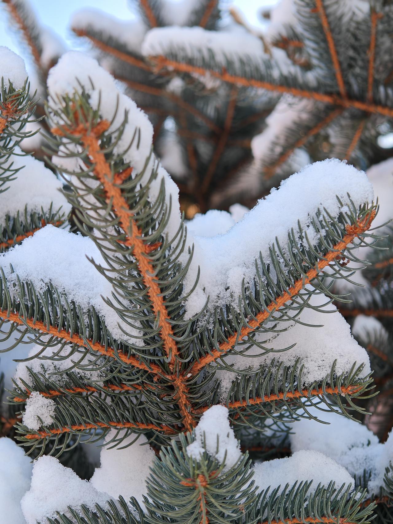 与痛风斗争的历程114早上起床，全身各关节表现尚可。不知怎的，两个脚