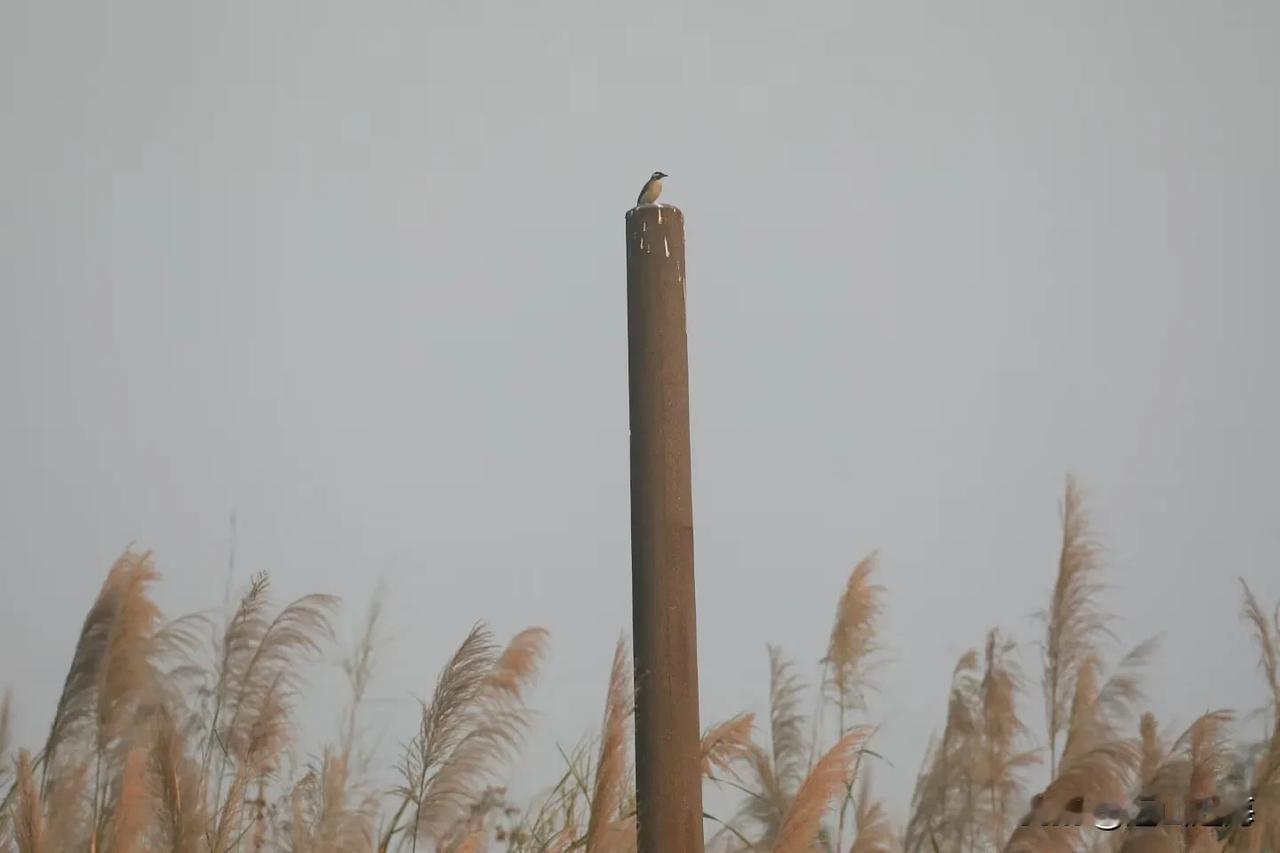 主力如废柱上孤独的鸟，高高在上，孤独无缓。这波牛市是国家队、社保、保险、地方国资