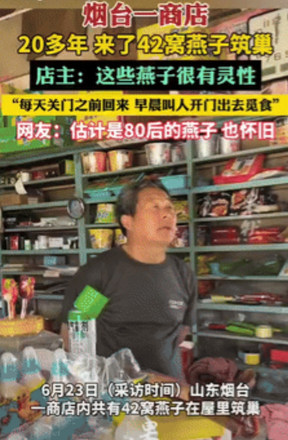 “万物皆有灵！”山东烟台，一商铺内共有42窝燕子在屋里筑巢，它们每天都会在店铺关