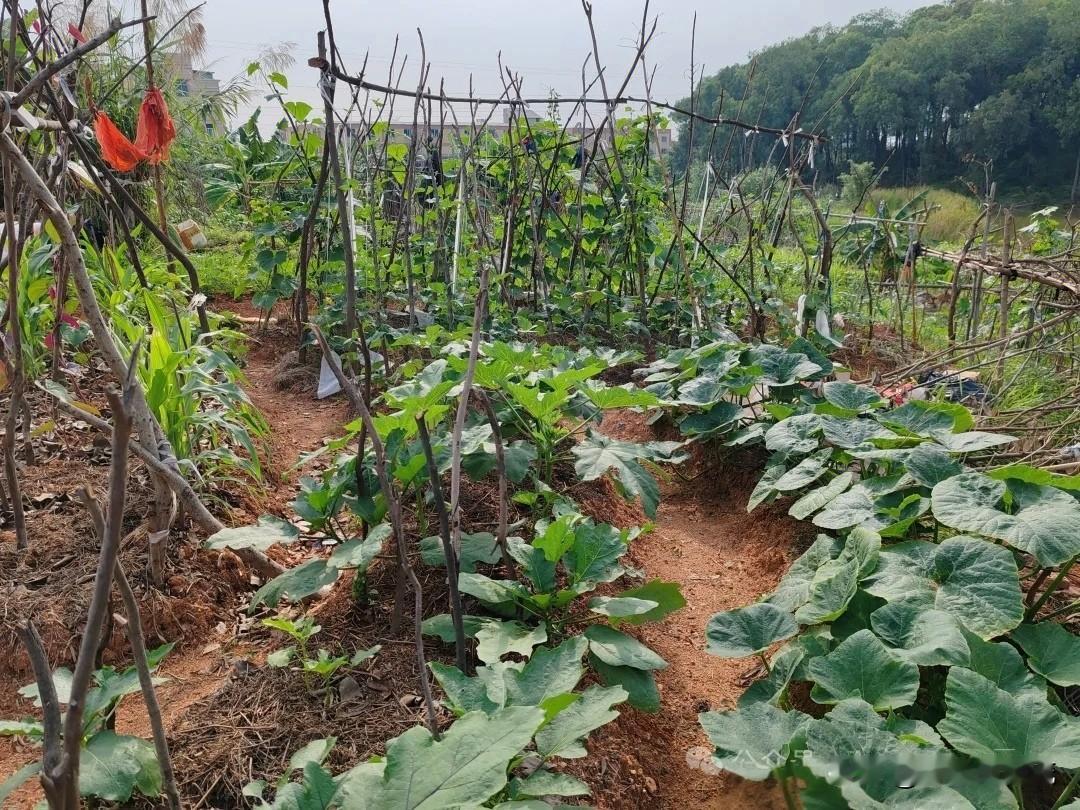 学会这几个“土办法”防虫，我家菜园再也不用打化学农药！一到夏天，菜叶子上的虫