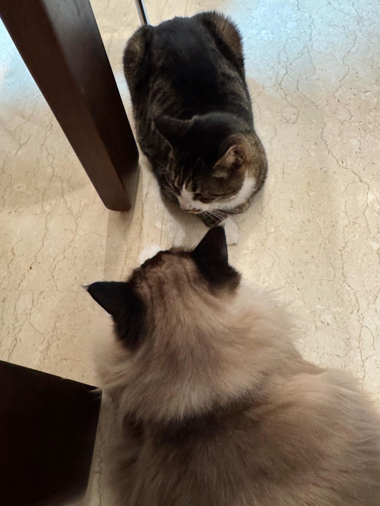 布：确认过眼神，飘叔是全世界最爱我爸爸的猫