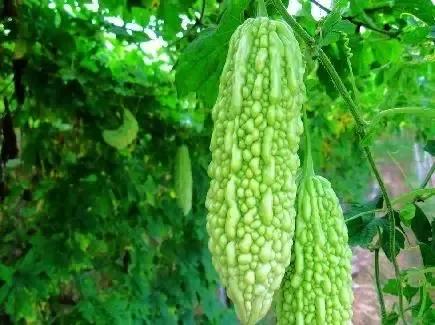 怎么分辨菜苦瓜和凉拌苦瓜，今天我才搞懂。吃了大半辈子的苦瓜，直到今天才把炒菜苦