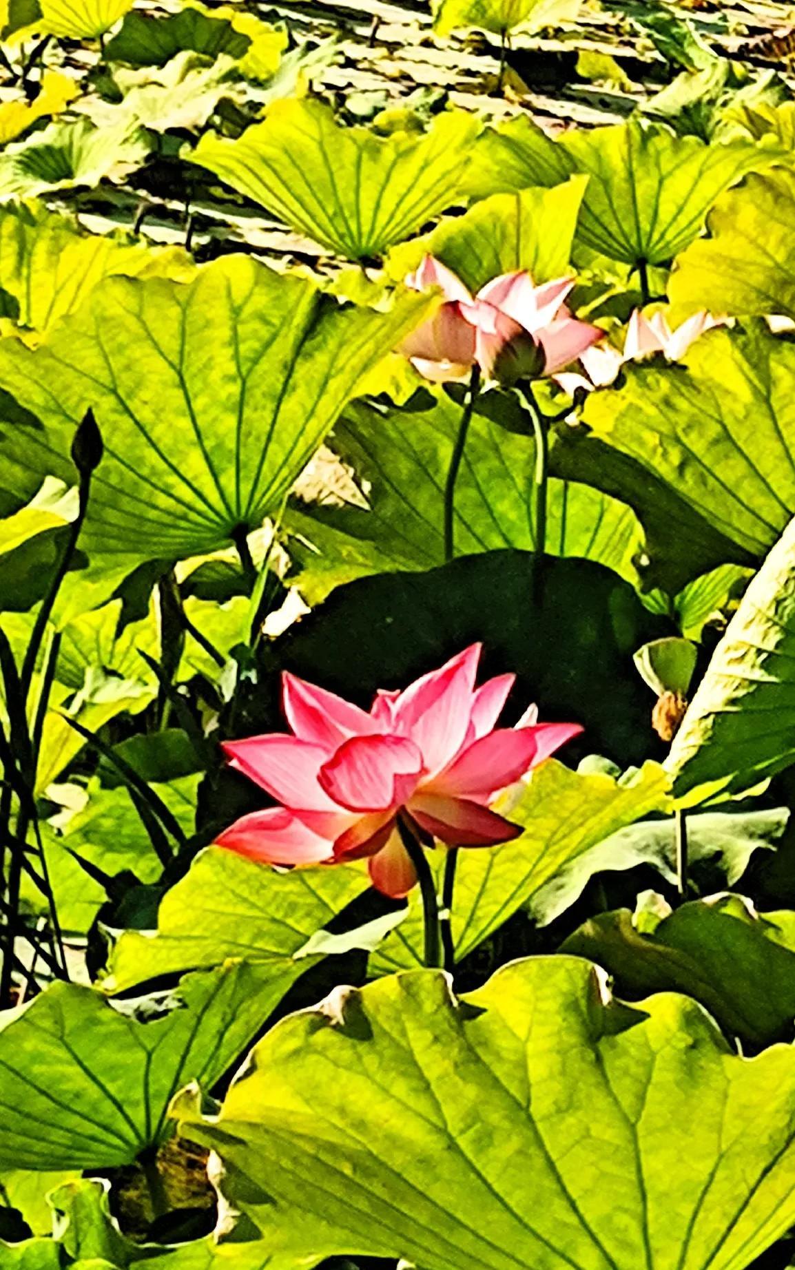 #随手拍的花分享#六月的西沽公园，荷花绽放，鸟语花香。