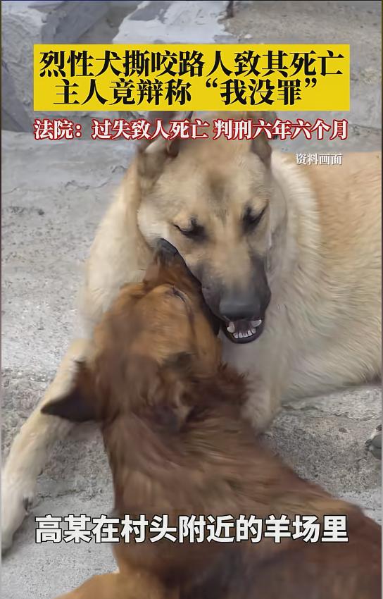 “必须严惩！”12月7日报道，河南汝州，一男子走路时，一只狼狗突然窜出来，疯狂撕