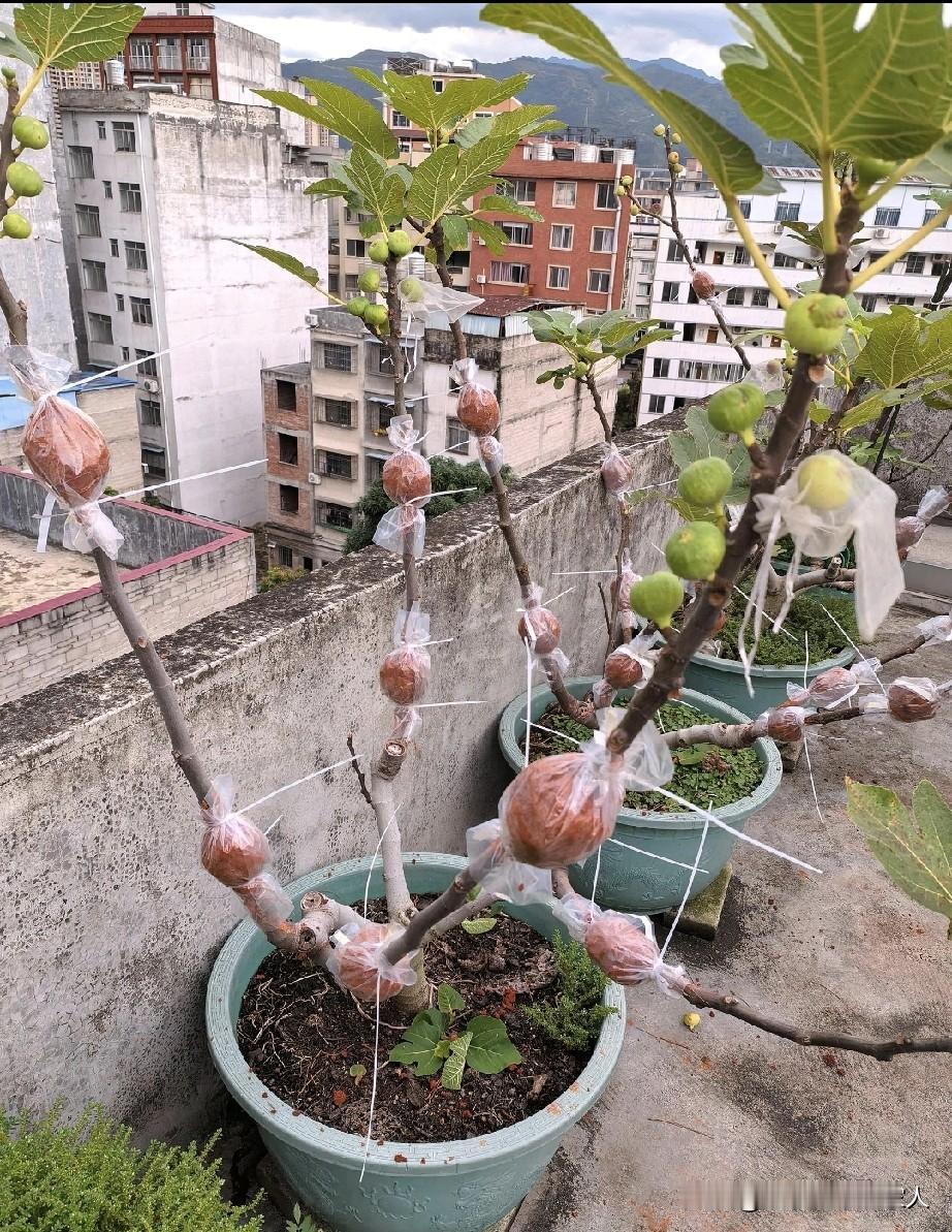 不懂就问，这树干是不是包里一坨泥，有什么用？这是啥果子？