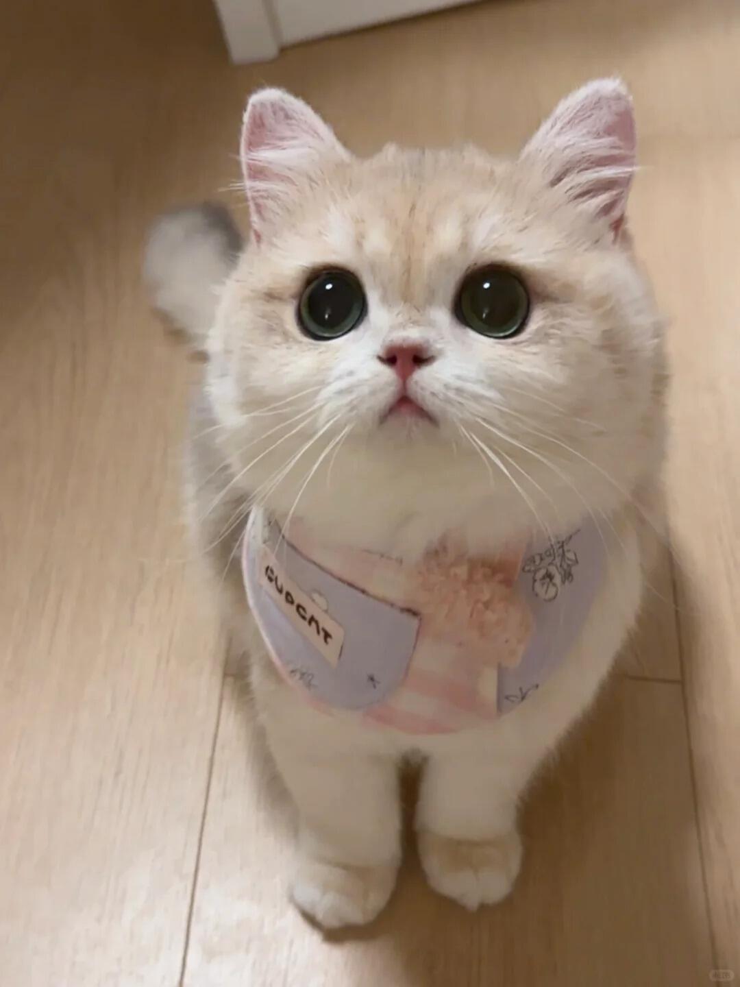 猫猫日常​​​