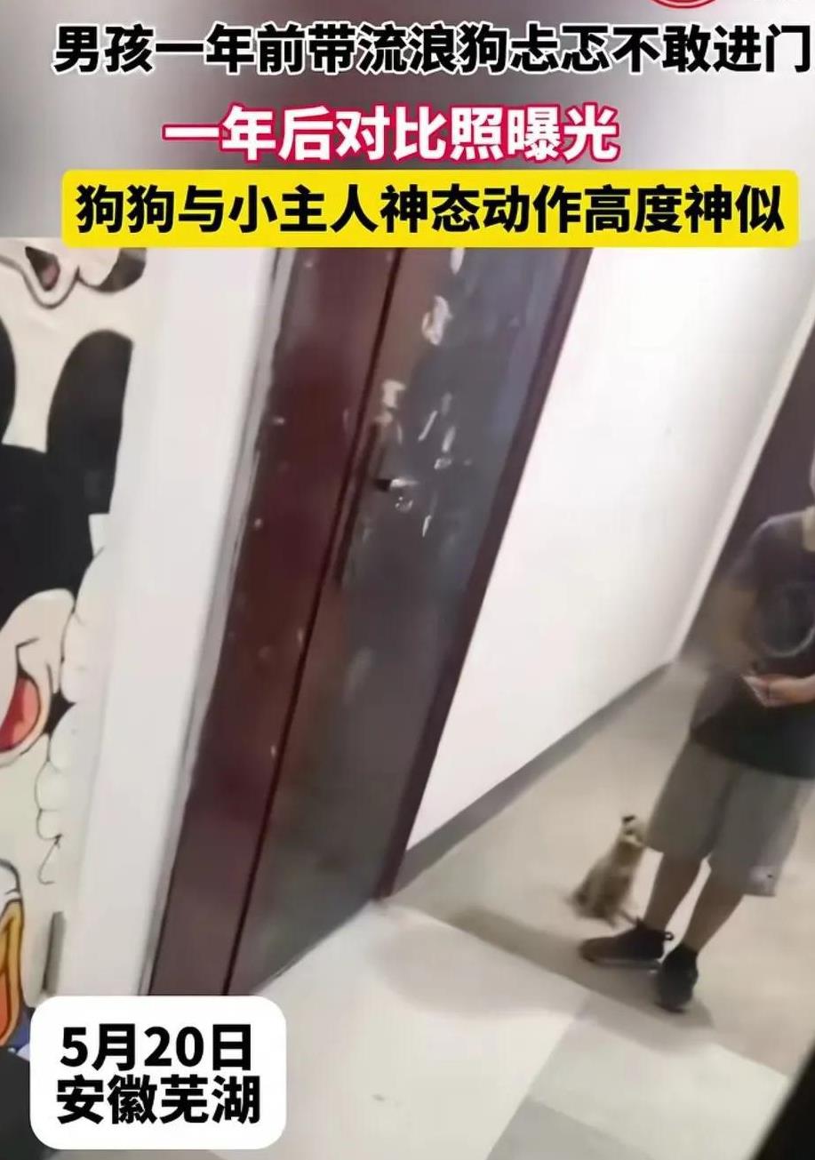 男孩在公园里遇到一只流浪的小狗，他们在公园里玩的很开心，仿佛许久未见的朋友，男孩