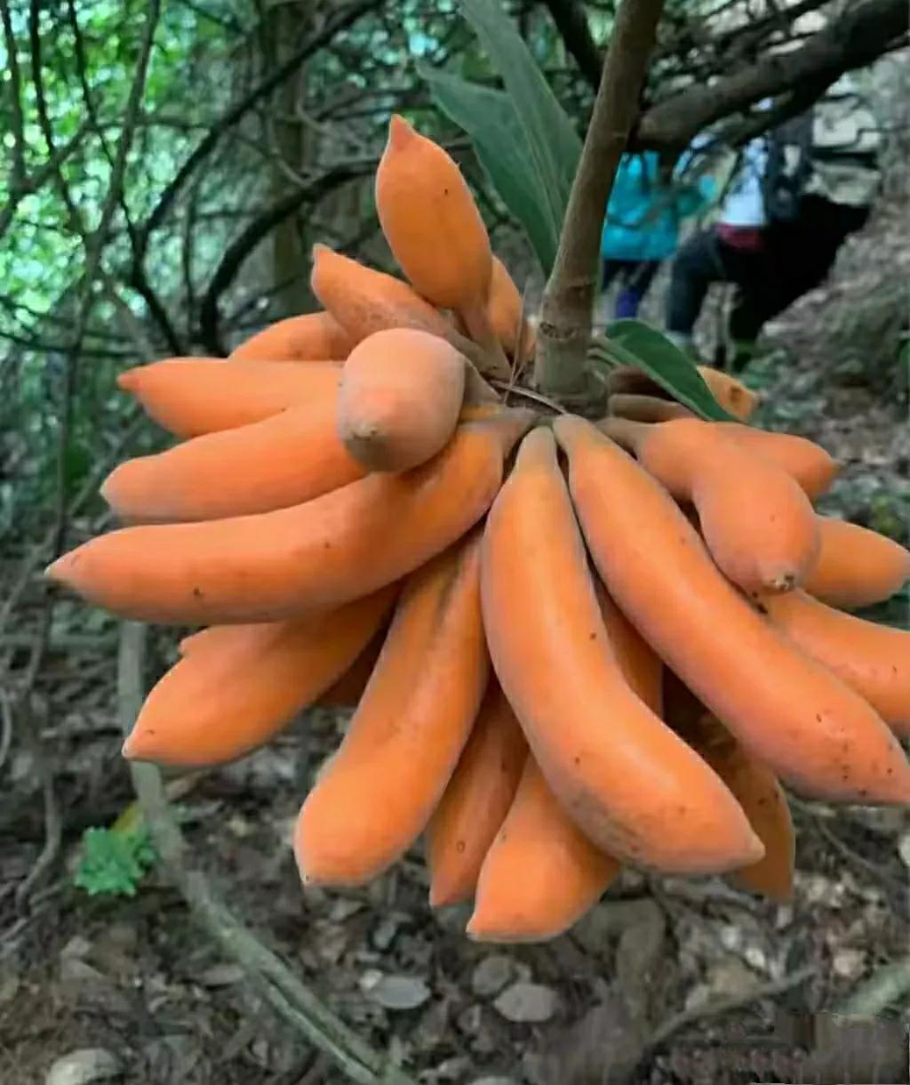 这是我在云南隐居时，在西双版纳吃过的一种奇特野生水果，大家都吃过吗？当地的傣族人