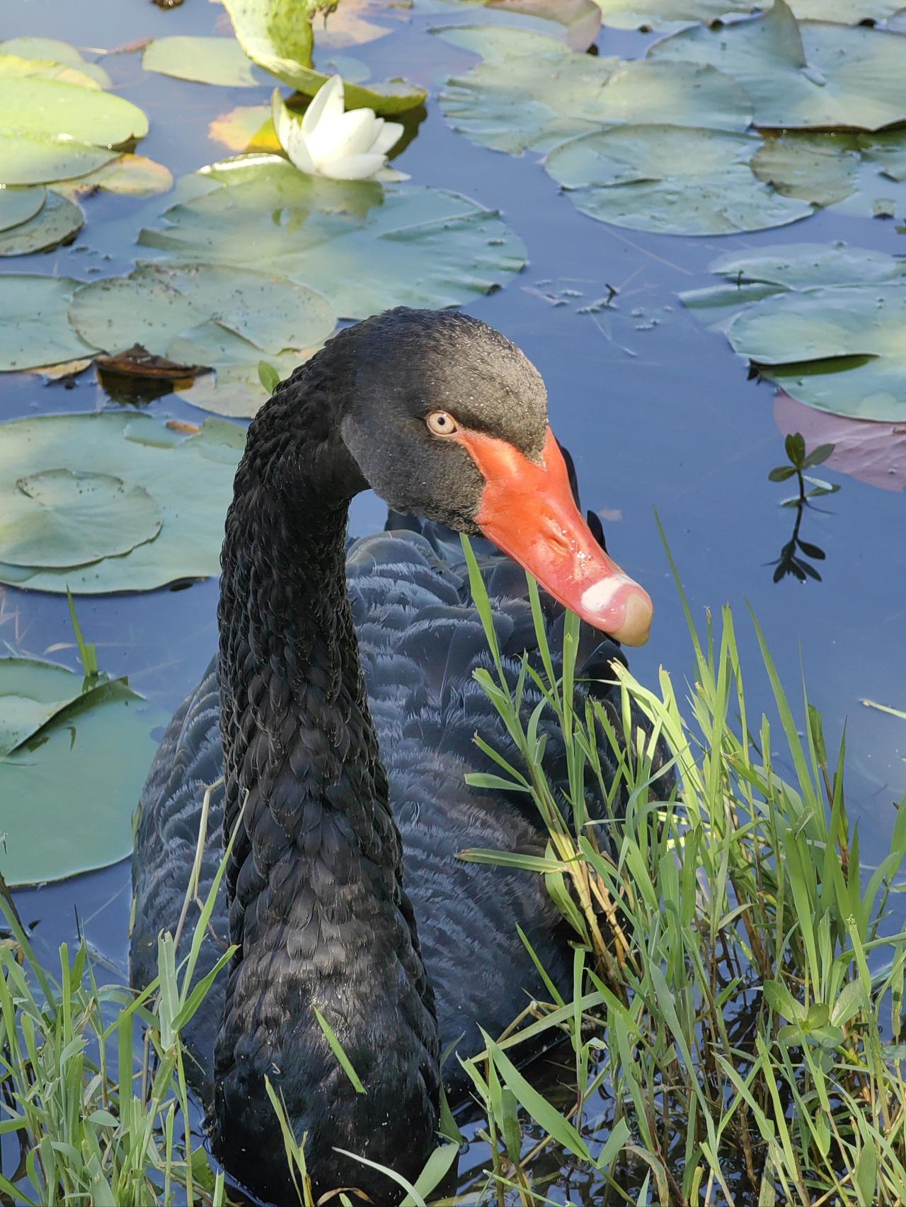 大连儿童公园一黑天鹅元旦前夜被偷，疑已被宰杀，落单母天鹅因此不吃不喝，当地鸟语林
