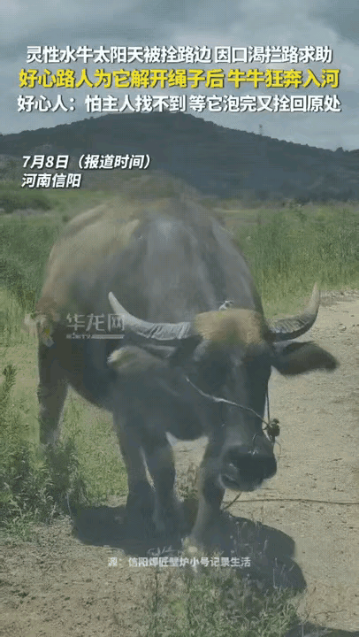 河南信阳，正午烈日当头，一头水牛被拴在路边暴晒，燥热缺水之下，主动拦住过路车辆，