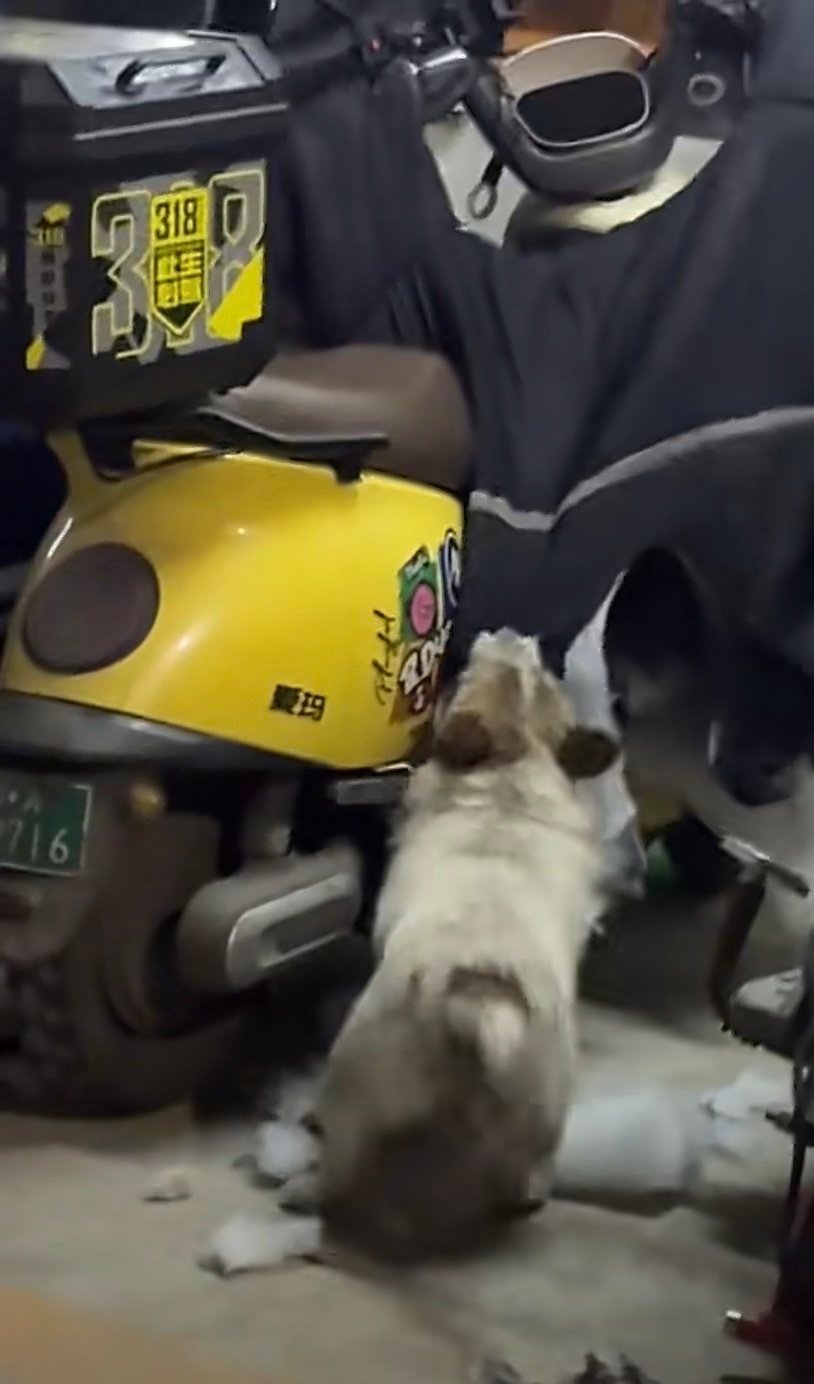 车主半夜把所有的仇人都想了一遍狗子这是想主人换新车了？还是天冷了给自己造个窝？