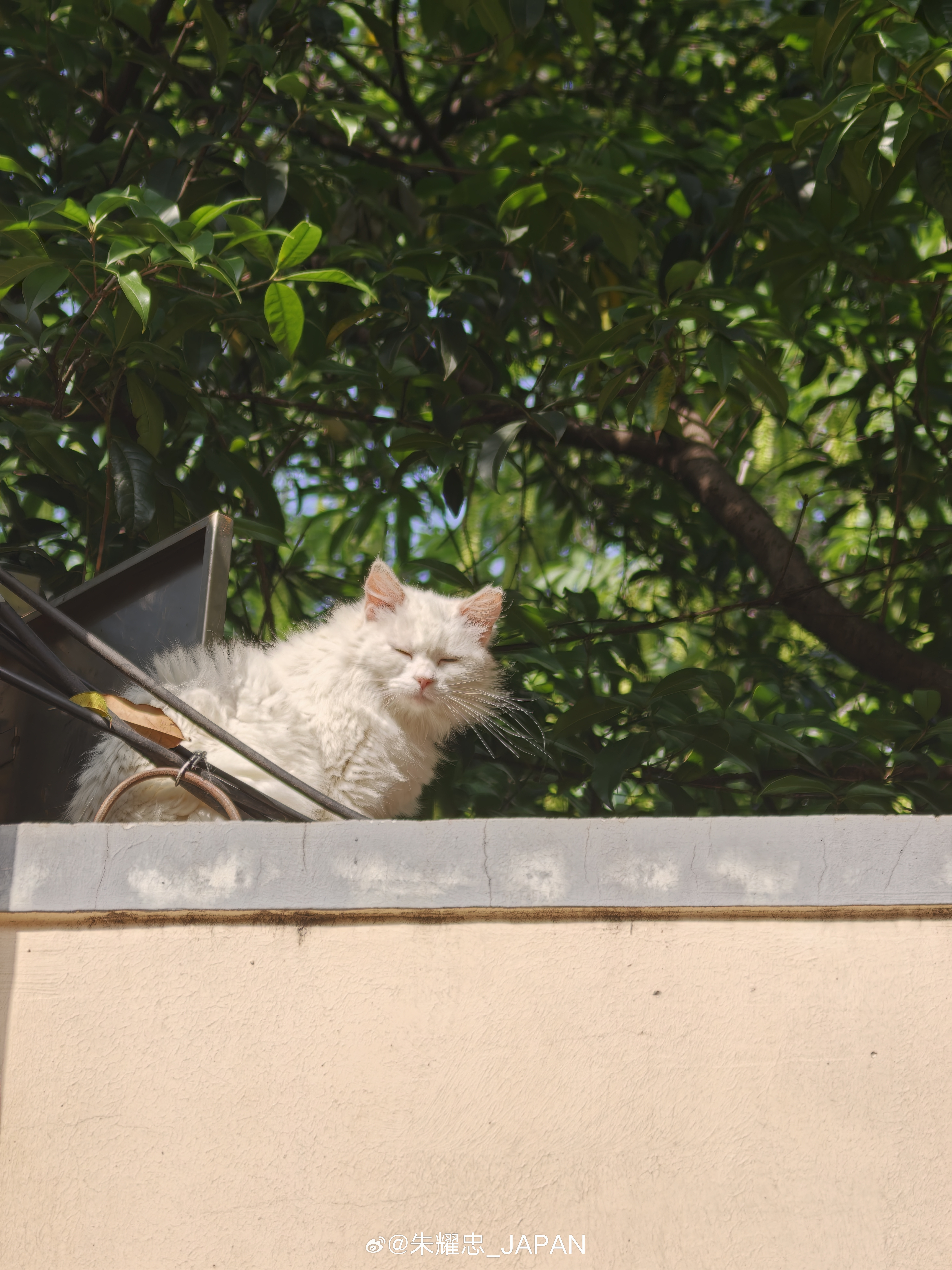 上海市区散步之弄堂里的猫咪🐱猫咪日常上海