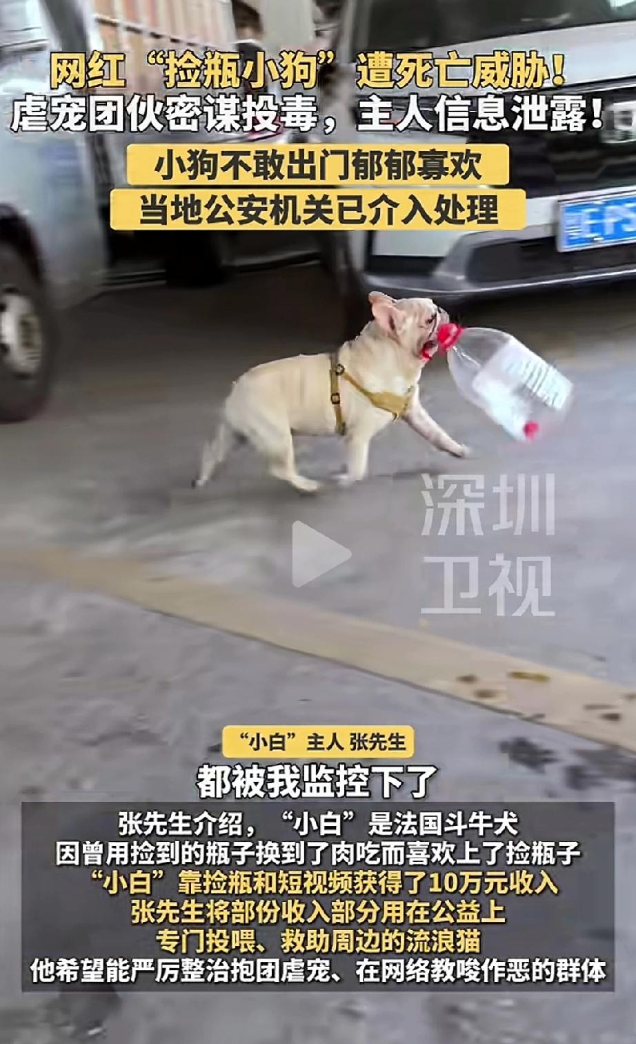 网红“捡瓶小狗”遭遇死亡威胁！爱狗人士们愤怒了，当地公安机关已经介入。按照狗主